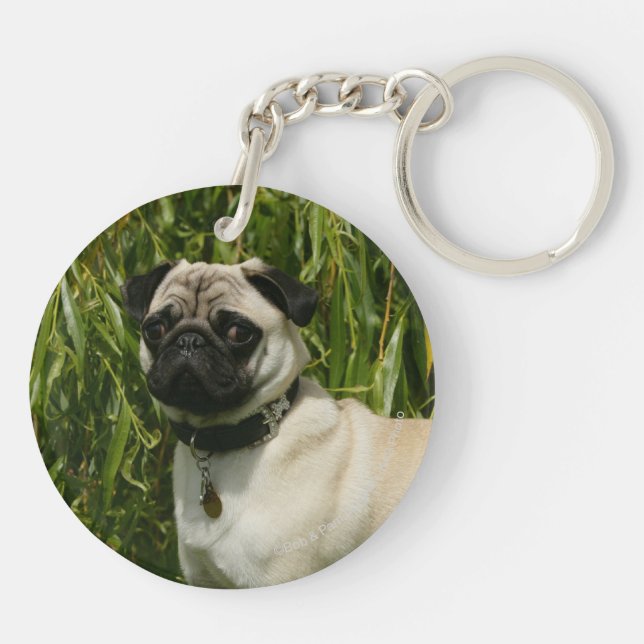 Pug Lookign at Camera Keychain (Back)