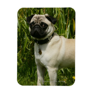 Pug Lookign at Camera Magnet