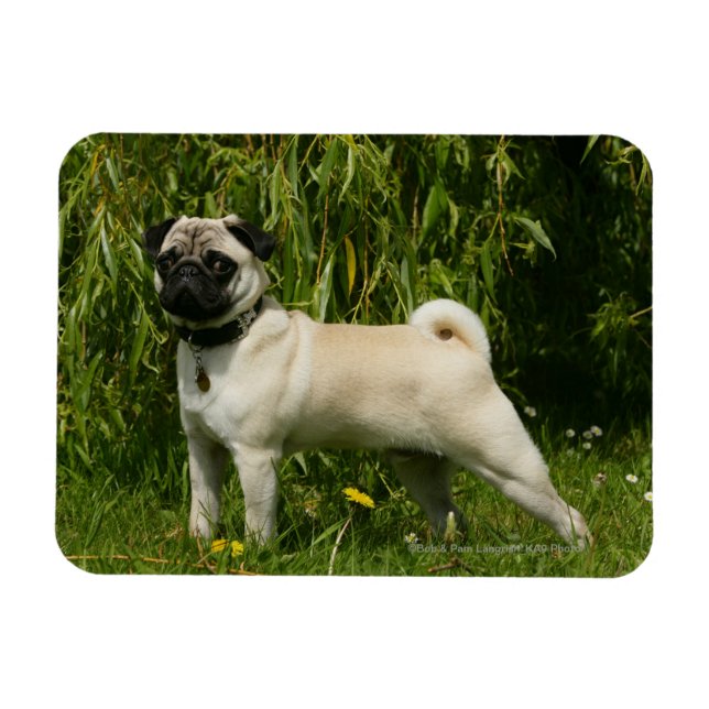 Pug Lookign at Camera Magnet (Horizontal)