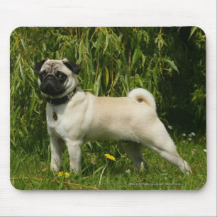 Pug Lookign at Camera Mouse Pad