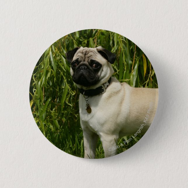Pug Lookign at Camera Pinback Button (Front)