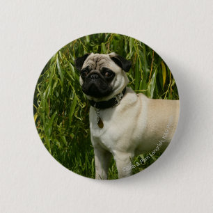 Pug Lookign at Camera Pinback Button