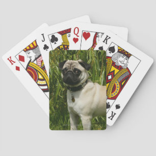 Pug Lookign at Camera Poker Cards