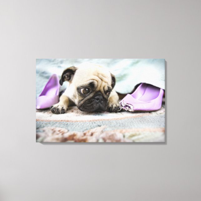 Pug looking innocent after chewing the toe off canvas print (Front)