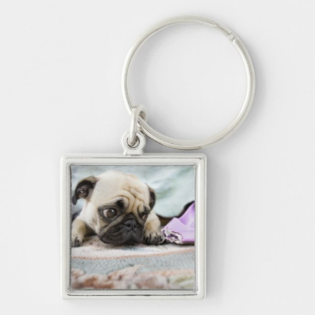 Pug looking innocent after chewing the toe off keychain (Front)