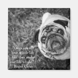 Pug magnet
