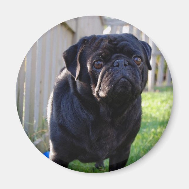 Pug Magnet (Front)