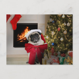 Pug Misha Christmas Card