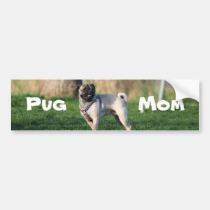 Pug mom bumper sticker