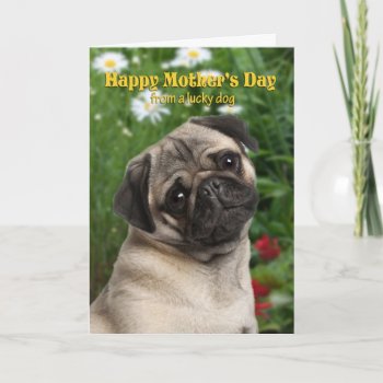 Pug Mother's Day Card by ForLoveofDogs at Zazzle