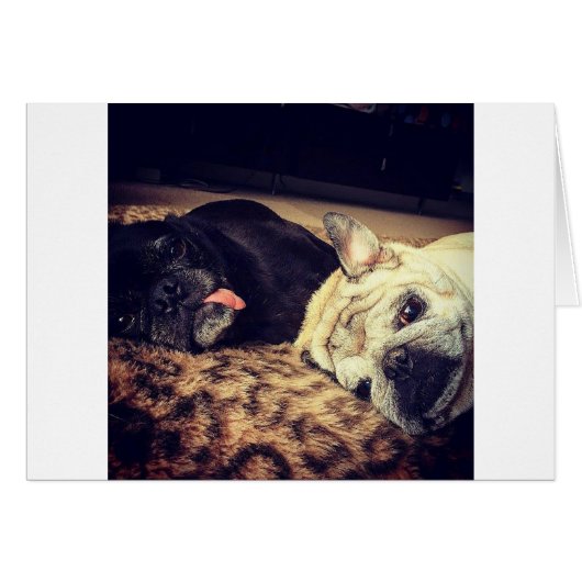 Pug Nap Cards (Front Horizontal)