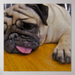 Pug One Too Many Poster Print