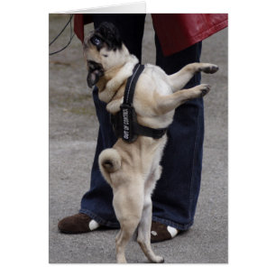 Pug Out Of Control Cards
