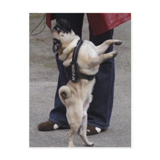 Pug Out Of Control Postcard