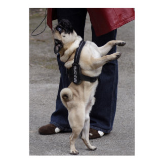 Pug Out Of Control Poster