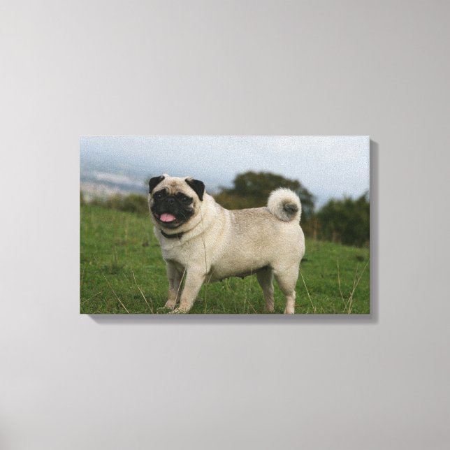 Pug Panting Canvas Print (Front)