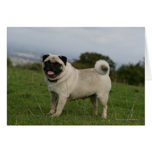 Pug Panting Cards (Front Horizontal)