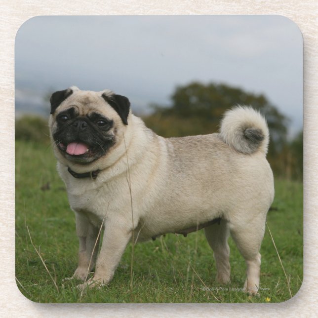 Pug Panting Drink Coaster (Front)