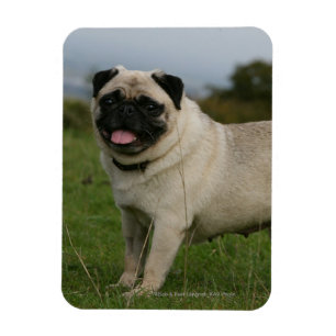 Pug Panting Magnet
