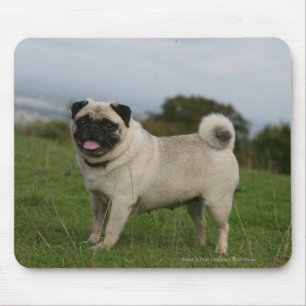 Pug Panting Mouse Pad