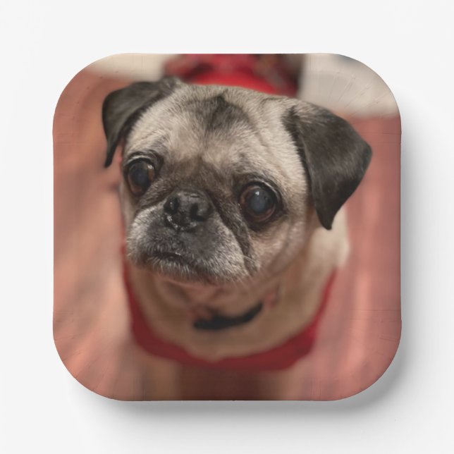 Pug Party Plates (Front)