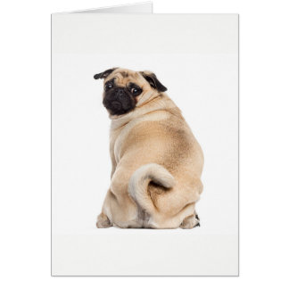 Pug peeking cards