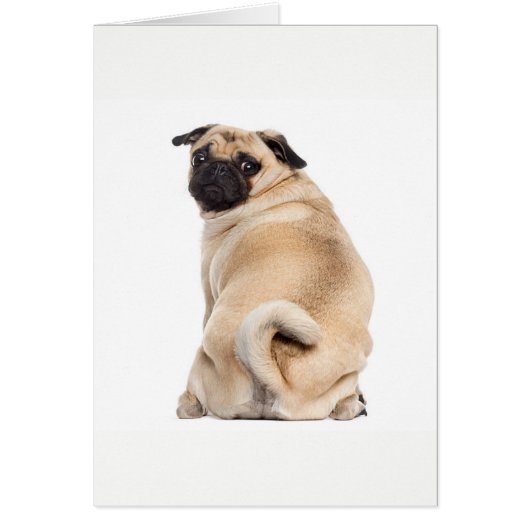 Pug peeking cards (Front)