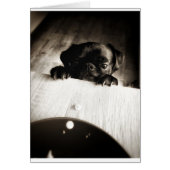 pug peeking in bw (Front)