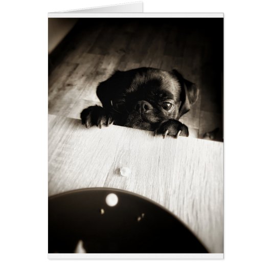 pug peeking in bw cards (Front)