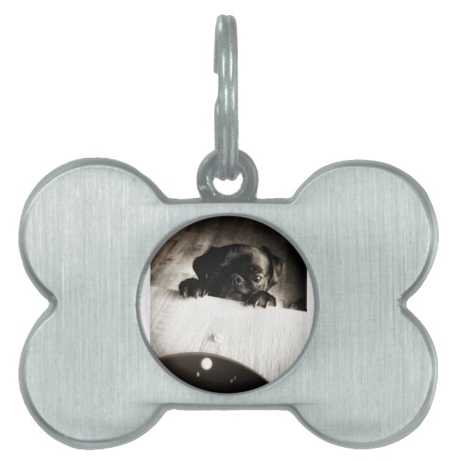 pug peeking in bw pet ID tag (Front)