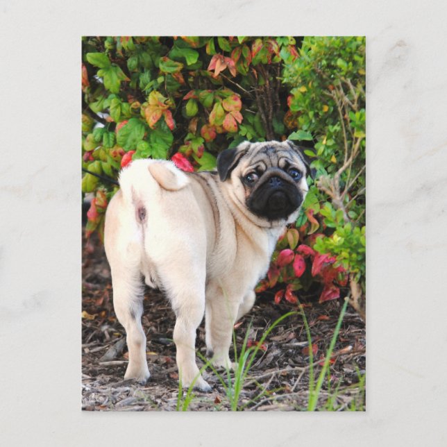 Pug Photo Post Cards (Front)