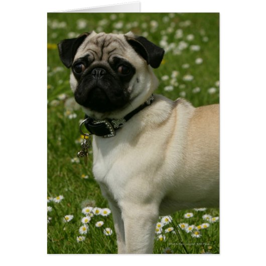 Pug Playing in Flowers Cards (Front)