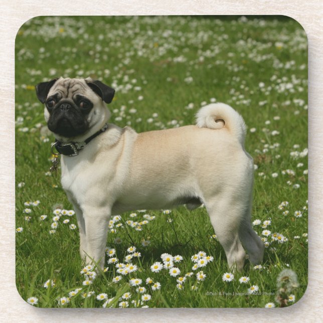 Pug Playing in Flowers Coaster (Front)