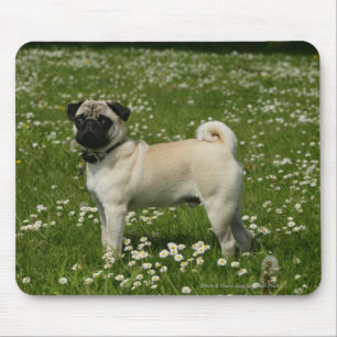 Pug Playing in Flowers Mouse Pad
