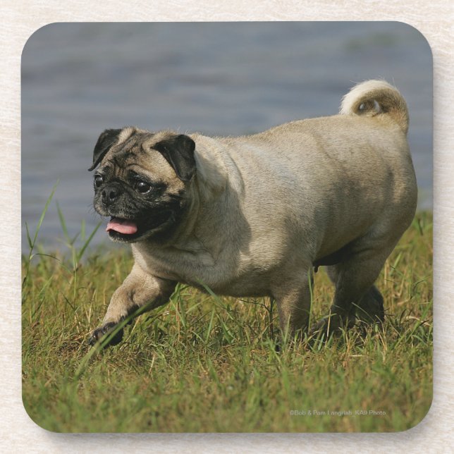 Pug Playing Near Water Beverage Coaster (Front)