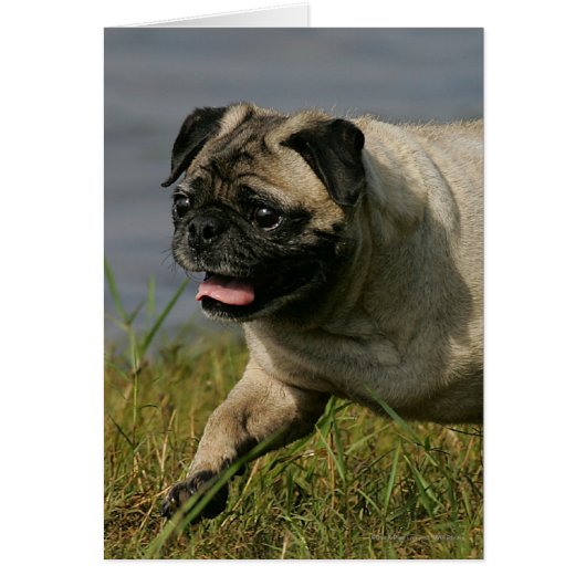 Pug Playing Near Water Cards (Front)