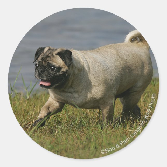 Pug Playing Near Water Classic Round Sticker (Front)