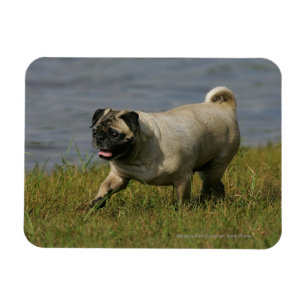 Pug Playing Near Water Magnet