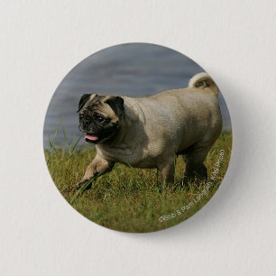 Pug Playing Near Water Pinback Button