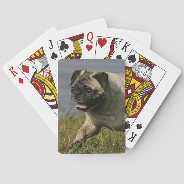 Pug Playing Near Water Poker Cards (Back)