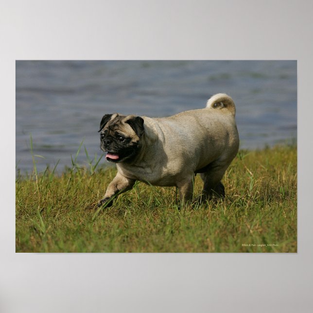 Pug Playing Near Water Poster (Front)