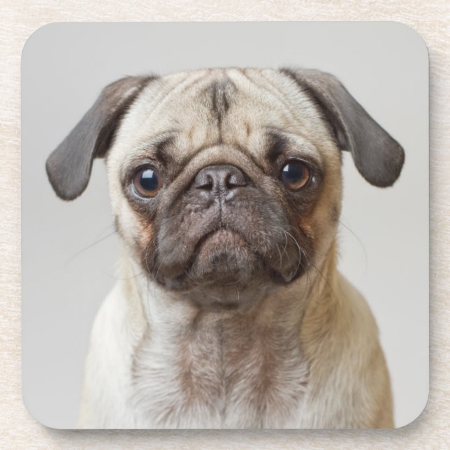 Pug Portrait Beverage Coaster (Front)