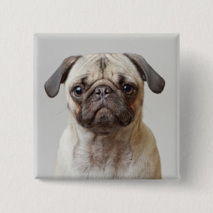 Pug Portrait Button