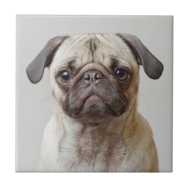Pug Portrait Ceramic Tile (Front)