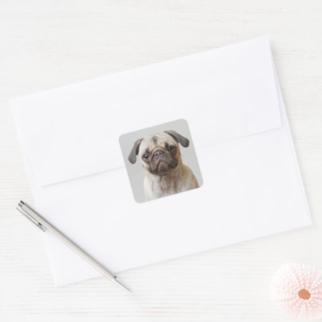 Pug Portrait Square Sticker (Envelope)