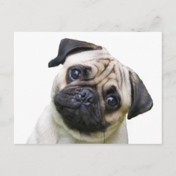 Pug Postcard by yackerscreations at Zazzle
