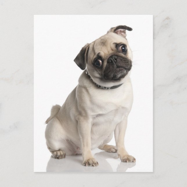 Pug Postcard (Front)