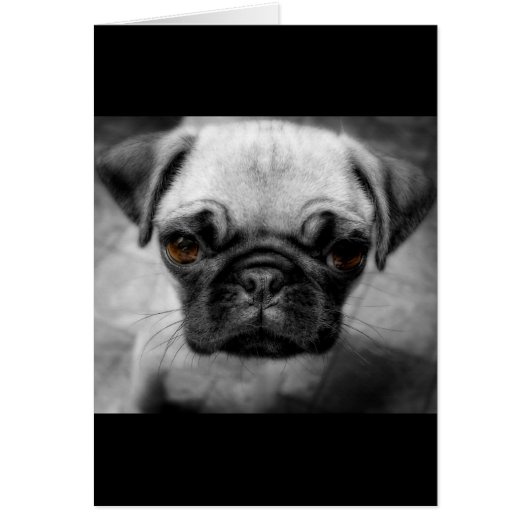 Pug Pup Cards (Front)