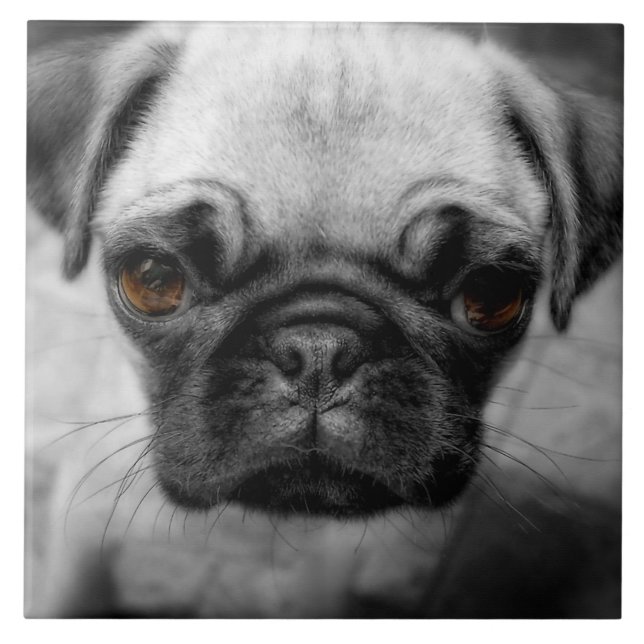 Pug Pup Ceramic Tile (Front)
