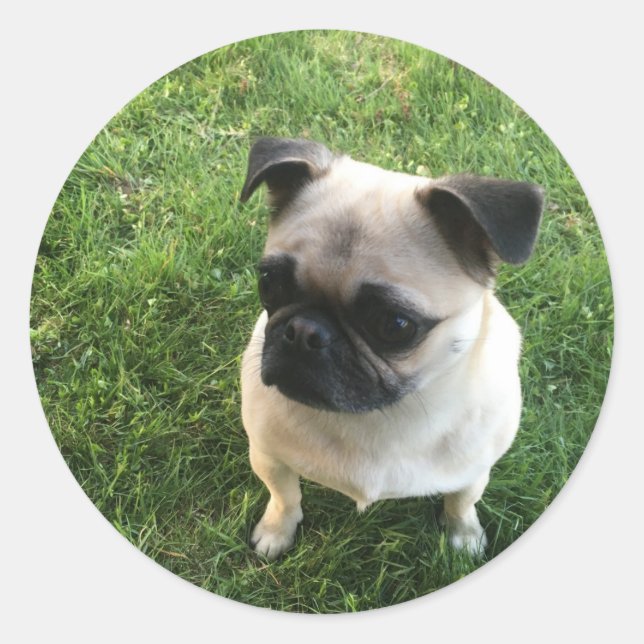 Pug Pup Classic Round Sticker (Front)